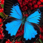 �� ��� ��� ���