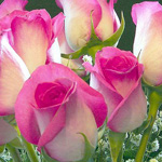 ���� ������ � ��� ������ �������