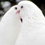 ���� �����