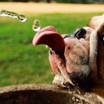 ������ ��������