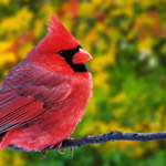 ���� ���������� �������