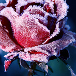 ����� ����