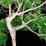 ����� ������ �������