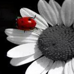 ����� ����� 