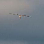 ��� ������ ��� ���� ����� ������� �� �������