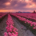 ���� ����� ���� ����� ������ ����� ������ �������