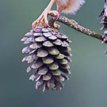 ����� ���� �� �����