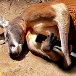 ������ ������� ..���