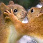 ������ ������