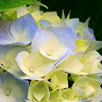 ���� �������  �������