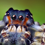 ���� ����� �����