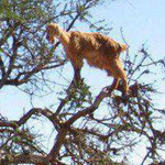 �� ���� ��� ����� ���������