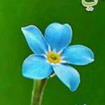 ����� ���� ������ ������� ���� �������