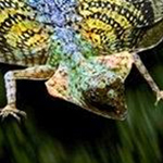 ������� �������