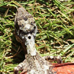 ���� ���� �� ������