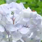 ������ �� ��� ���� �� ���� �������� ��������