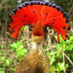 ���� ����� ������