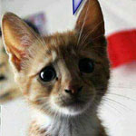 ������ ���