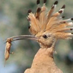 ��� ����� ���� ����� �