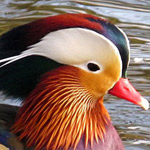 �� ���� ����� ����