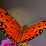 �� ���� ������� ������