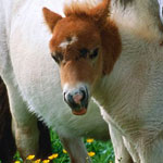 �� �� ���� ���