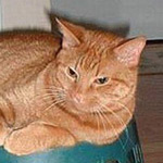 ���� ����� ������� ��������