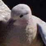 ����� ����