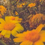 ��� ���� ��� ������ �