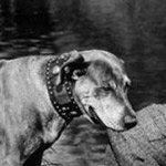 ���� ���� ���� 1920