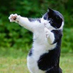 ������ ......