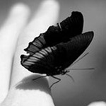 ������ ������ ���� �����