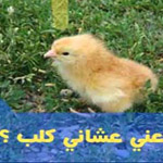 ���� ���� ���