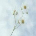 ���� ����� ����� ������....