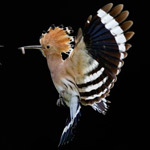 �� ���� �������