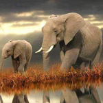 ���� ������ 