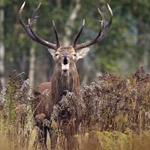 ���� ����� ��� �����