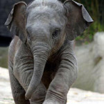 ��� ������� ������