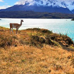 ����� �����- �����