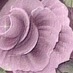 ���� �����