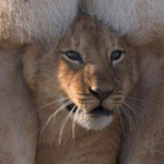 ��� ����