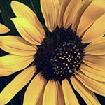 ����� �� ���� ������ �����