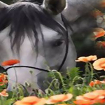 ���� �� ����� ���� ����