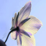 ������ �����