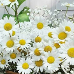����  ��� ������ ���� ������� �������...