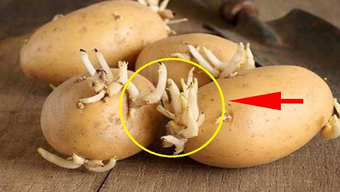 الحذر.. درنات البطاطا تحتوي على مادة سامة