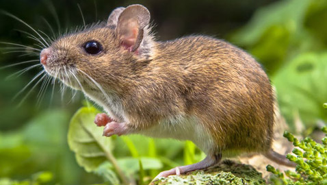 الابراج الصينية: أسرارعام 2020- عام الفأر: ذكاء وثروة أو مرض وتقزز؟