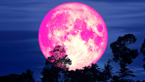 لا يظهر إلا مرة واحدة بالسنة.. استعد لالتقاط صور القمر الوردي العملاق