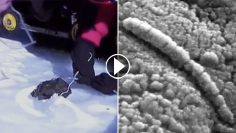 اكتشاف مخلوق غريب داخل صخرة قادمة من الفضاء! صور